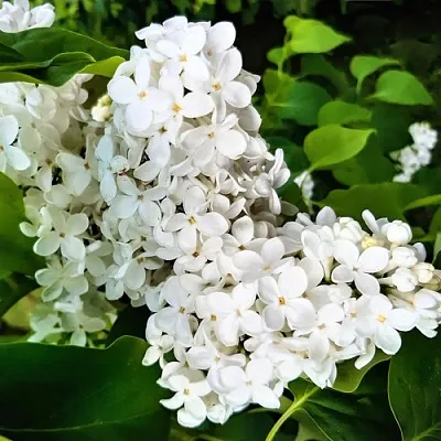 Сирень МАЛЕНЬКИЙ ПРИНЦ  Сирень МАЛЕНЬКИЙ ПРИНЦ в Реутове