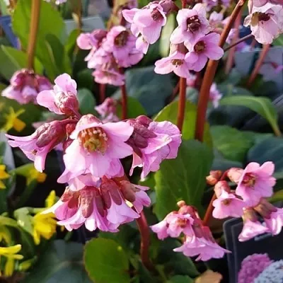 Бадан БЭБИ ДОЛЛ в Реутове