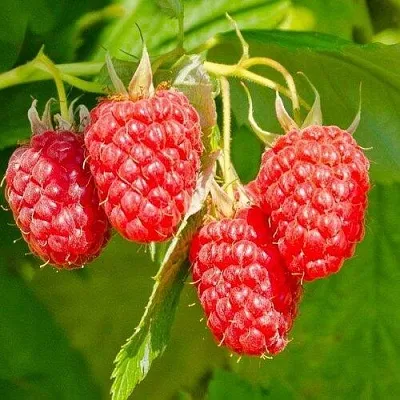 Малина ИЗОБИЛЬНАЯ  Малина ИЗОБИЛЬНАЯ в Реутове