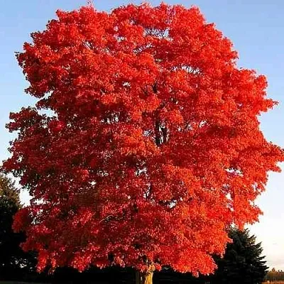 Дуб красный   Дуб красный  в Реутове