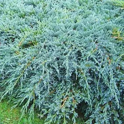 Можжевельник БЛЮ КАРПЕТ чешуйчатый  Можжевельник БЛЮ КАРПЕТ чешуйчатый в Реутове