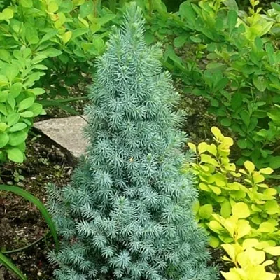 Ель КОНИКА сизая  Ель КОНИКА сизая в Реутове