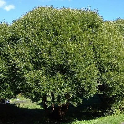 Ива ломкая   Ива ломкая  в Реутове