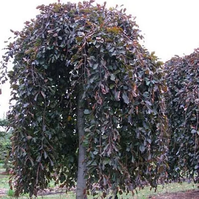 Бук  Бук в Реутове