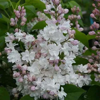 Сирень КРАСАВИЦА МОСКВЫ  Сирень КРАСАВИЦА МОСКВЫ в Реутове