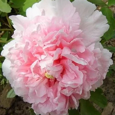 Пион БУКЕТ РОЗОВЫХ ГВОЗДИК древовидный  Пион БУКЕТ РОЗОВЫХ ГВОЗДИК древовидный в Реутове