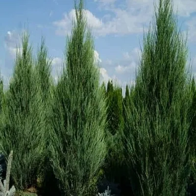 Можжевельник СКАЙРОКЕТ скальный  Можжевельник СКАЙРОКЕТ скальный в Реутове