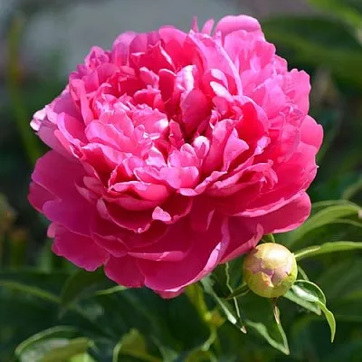 Пион БУШЕЛА травянистый  Пион БУШЕЛА травянистый в Реутове