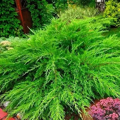 Можжевельник МИНТ ДЖУЛЕП средний  Можжевельник средний Mint Julep (МИНТ ДЖУЛЕП) в Реутове