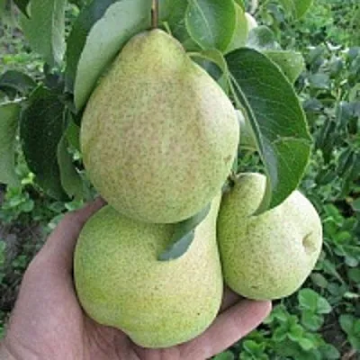 Груша КУДЕСНИЦА  Груша КУДЕСНИЦА в Реутове