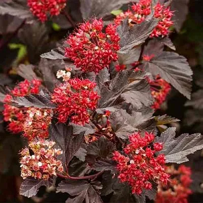 Пузыреплодник РЕД БАРОН в Реутове