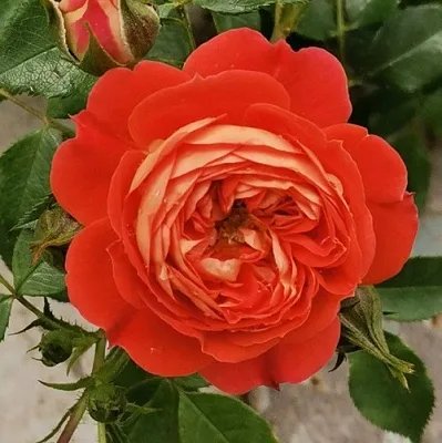 Саженцы роз СТАРЛЕТ РОУЗ КАРМЕН плетистая  Саженцы роз СТАРЛЕТ РОУЗ КАРМЕН плетистая в Реутове