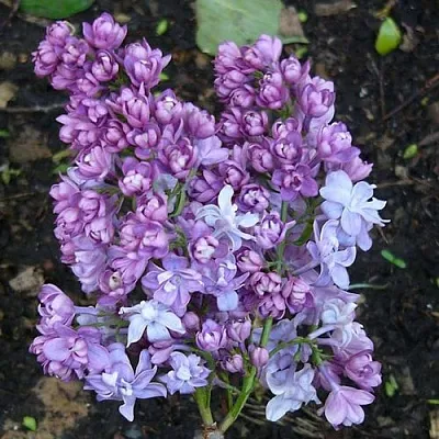 Сирень НАДЕЖДА  Сирень НАДЕЖДА в Реутове