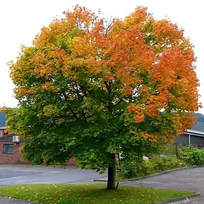 Клен остролистный  Клен остролистный в Реутове