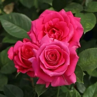 Саженцы роз ЛАВ ЛЕТТЕР флорибунда  Саженцы роз ЛАВ ЛЕТТЕР флорибунда в Реутове