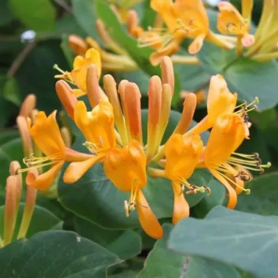 Жимолость ТЕЛЬМАНА в Реутове