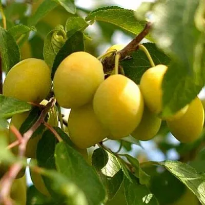 Слива ОЧАКОВСКАЯ ЖЕЛТАЯ  Слива ОЧАКОВСКАЯ ЖЕЛТАЯ в Реутове