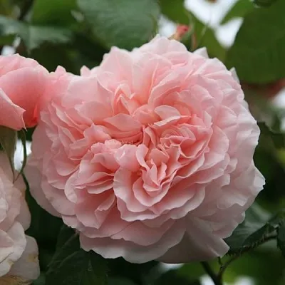 Саженцы роз РОЗ ДЕ ТОЛБИАК плетистая  Саженцы роз РОЗ ДЕ ТОЛБИАК плетистая в Реутове