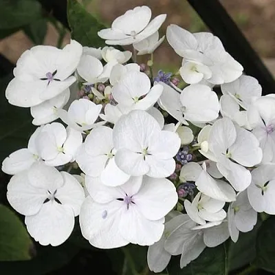 Гортензия ЛИБЕЛЛЕ крупнолистная в Реутове