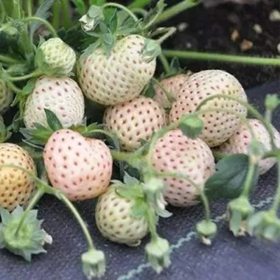 Клубника АНАНАСА ремонтантная в Реутове