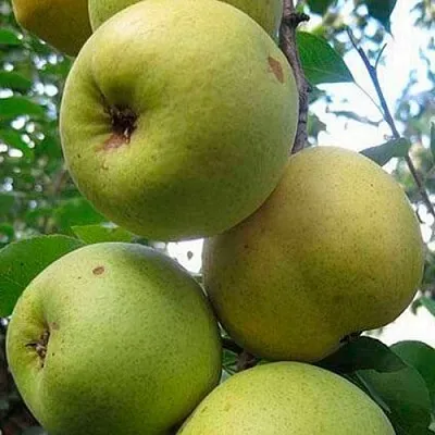 Груша РОГНЕДА  Груша РОГНЕДА в Реутове