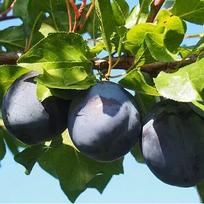 Слива ВОЛАТ  Слива ВОЛАТ в Реутове