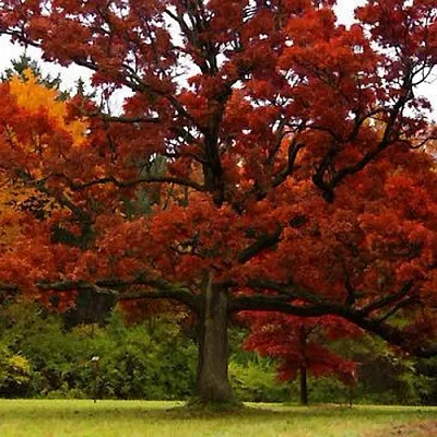 Дуб  Дуб в Реутове