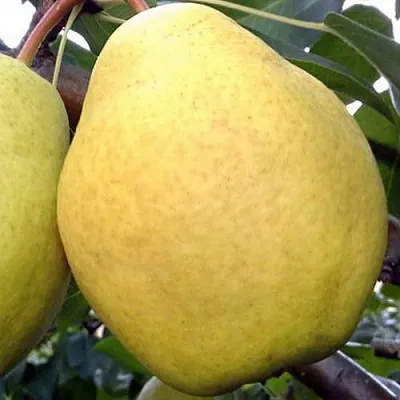 Груша ОСЕННИЙ ВЕЛИКАН  Груша ОСЕННИЙ ВЕЛИКАН в Реутове