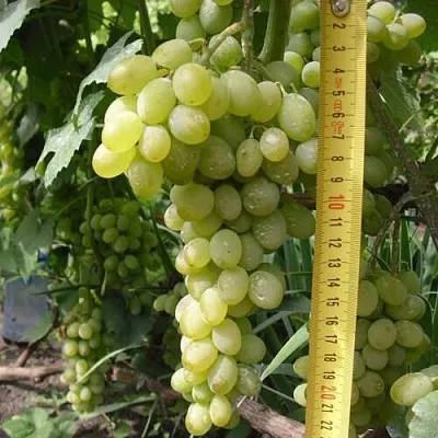 Виноград АНАНАСНЫЙ РАННИЙ в Реутове