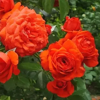 Саженцы роз МАЙНТАУЭР плетистая  Саженцы роз МАЙНТАУЭР плетистая в Реутове