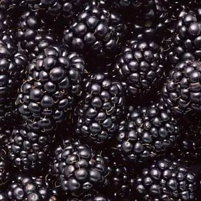 Ежевика ОРКАН бесшипная  Ежевика ОРКАН бесшипная в Реутове