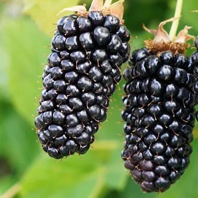 Ежевика КОЛАМБИЯ ГИГАНТ бесшипная  Ежевика КОЛАМБИЯ ГИГАНТ бесшипная в Реутове