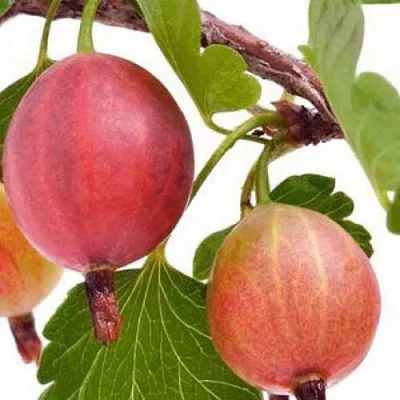 Крыжовник ЯРКИЙ  Крыжовник ЯРКИЙ в Реутове