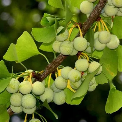 Гинкго билоба  Гинкго билоба в Реутове