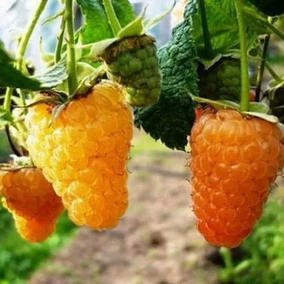 Малина ОРАНЖЕВОЕ ЧУДО  Малина ОРАНЖЕВОЕ ЧУДО в Реутове