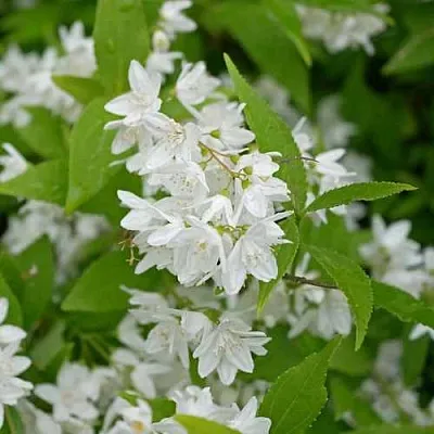 Дейция шершавая  Дейция шершавая в Реутове