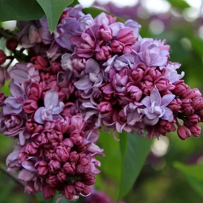 Сирень П.П.КОНЧАЛОВСКИЙ  Сирень П.П.КОНЧАЛОВСКИЙ в Реутове