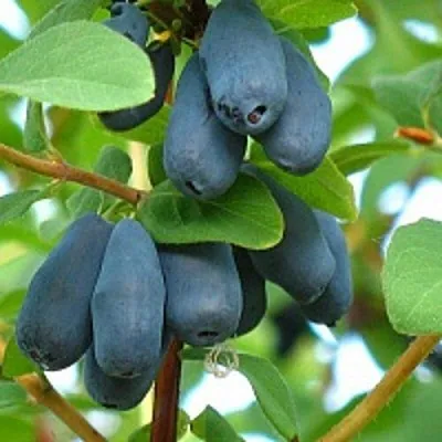 Жимолость съедобная ЮГАНА в Реутове