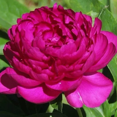 Пион БАРХАТ НОЧИ травянистый  Пион БАРХАТ НОЧИ травянистый в Реутове