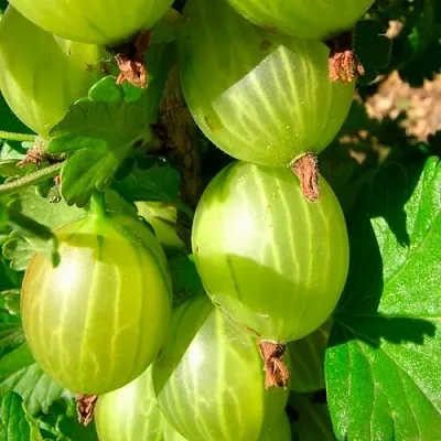 Крыжовник МАЛАХИТ  Крыжовник МАЛАХИТ в Реутове