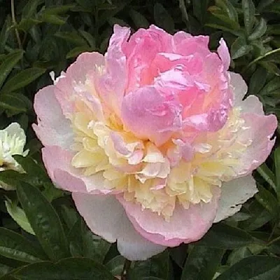 Пион РАСБЕРРИ САНДЕЙ травянистый  Пион РАСБЕРРИ САНДЕЙ травянистый в Реутове