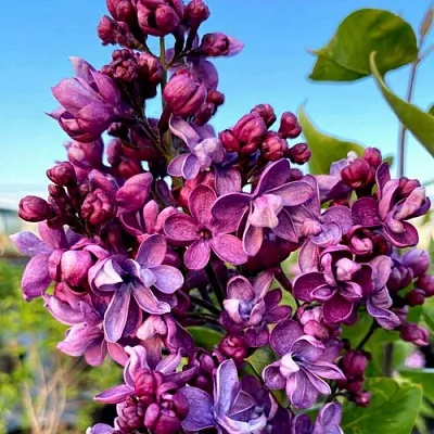 Сирень ВИОЛЕТТА  Сирень ВИОЛЕТТА в Реутове