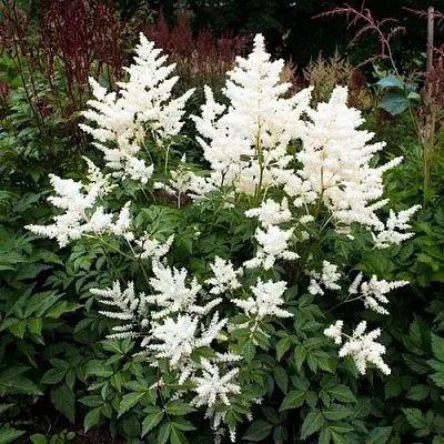 Астильба ДОЙЧЛАНД японская в Реутове