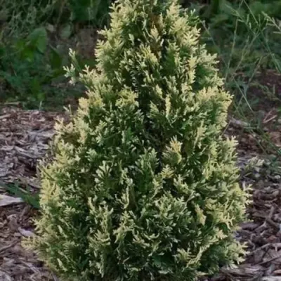 Туя БРАБАНТ ВАРИЕГАТТА западная — описание сорта Туя БРАБАНТ ВАРИЕГАТТА западная в Реутове