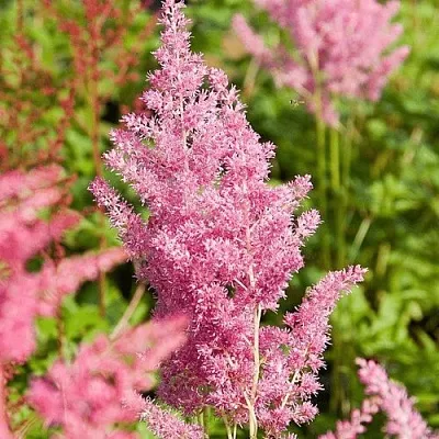 Астильба РЕЙНЛЕНД японская в Реутове