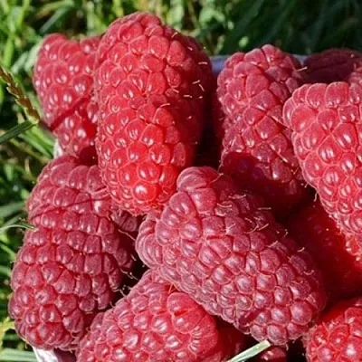 Малина САМОСВАЛ  Малина САМОСВАЛ в Реутове