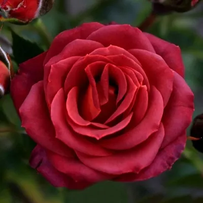 Саженцы роз ЧОКОЧИНО спрей  Саженцы роз ЧОКОЧИНО спрей в Реутове