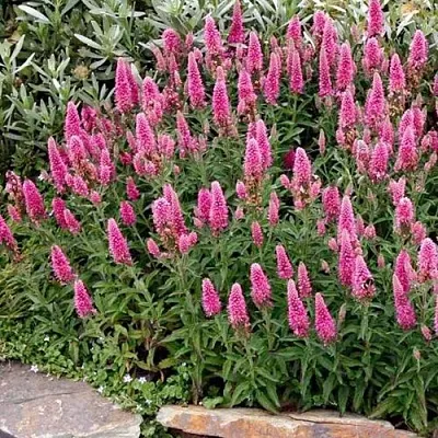 Вероника РОЗЕА колосковая в Реутове