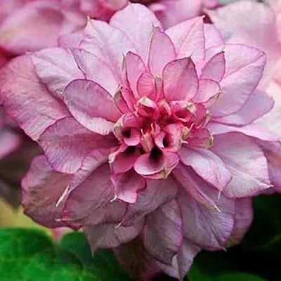 Клематис ИННОСЕНТ ГЛАНС  Клематис ИННОСЕНТ ГЛАНС в Реутове