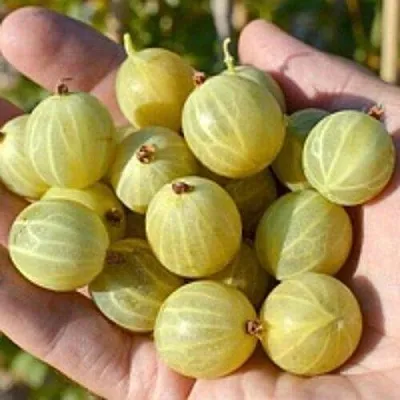 Крыжовник БЕРИЛЛ  Крыжовник БЕРИЛЛ в Реутове